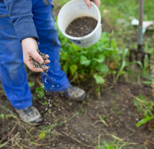 fertilizing-garden-by-bio-granular-fertilizer-better-conditions-garden2-min